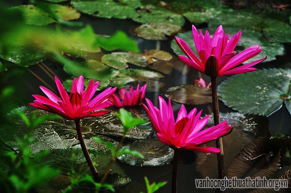 Rực rỡ mùa hoa súng