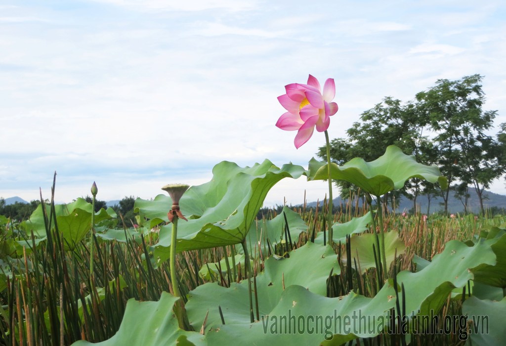 Chùm thơ của các tác giả Ngô Thế Lâm, Hà Lê, Nguyễn Lê