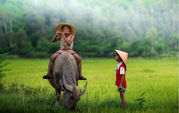 Thơ chọn lời bình: Chuyện nghé