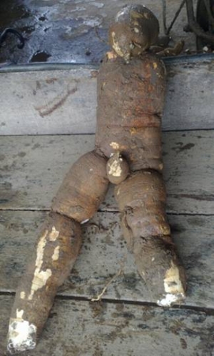 Củ sắn hình người ở Kỳ Anh