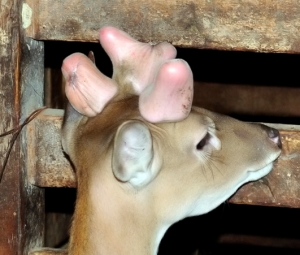 Chuyện lạ về con hươu có tới 3 cành nhung ở Hương Sơn, Hà Tĩnh