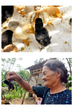 Chú gà 4 chân ở Hương Sơn, Hà Tĩnh