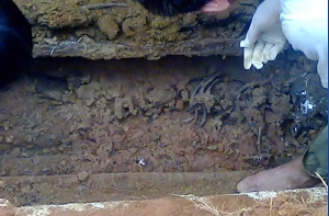 Phát hiện ngôi mộ cổ ở Hương Sơn- Hà Tĩnh