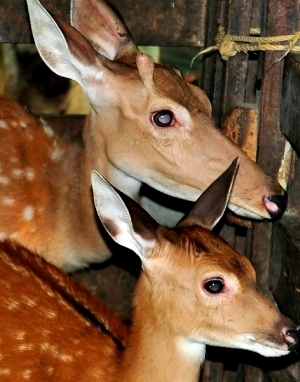 Hươu cái vừa nuôi con vừa mọc nhung