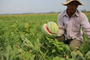 Hà Tĩnh tham gia chiến dịch giải cứu dưa hấu giúp nông dân Quảng Ngãi