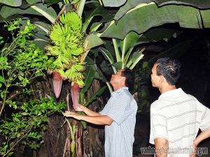 Kỳ lạ cây chuối trổ song sinh cùng một lúc hai buồng