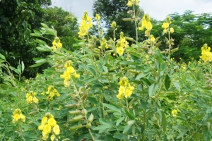 Hoa Muồng trâu vẫn nở!