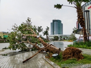 Bão số 2 đổ bộ - hạ gục hàng loạt cây xanh tại thành phố Hà Tĩnh