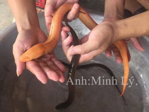 Con lươn màu vàng gạch hiếm thấy