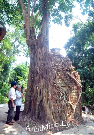 Tháp-Am cổ và cây bồ đề kỳ bí sau đền Gôi Vỵ, huyện Hương Sơn