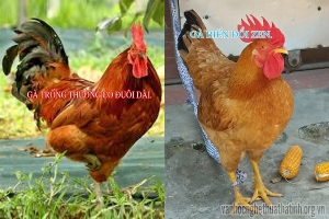 Con gà nửa trống, nửa mái ở Hương Sơn