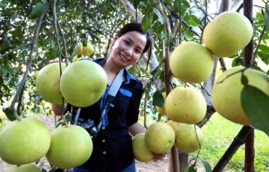 Vườn bưởi thu hơn 350 triệu đồng nhân dịp Tết Trung thu