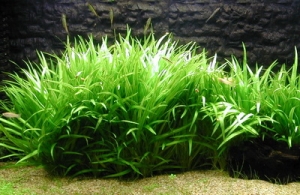 Nhà thơ Lê Thành Nghị: Những gì liên quan đến cỏ