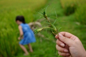 Vùng Tây Ra-đi-ô