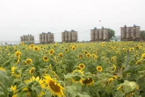 Bút ký: Đồng Nôi sương chưa tan