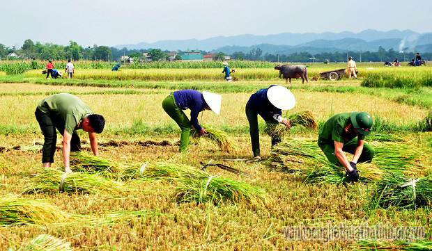  Công an Hương Sơn giúp dân gặt lúa tránh bão!