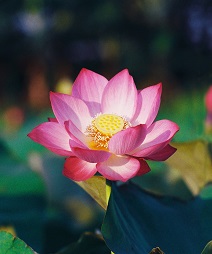 PHẬN SEN HỒNG - Tản văn của Lâm Lâm