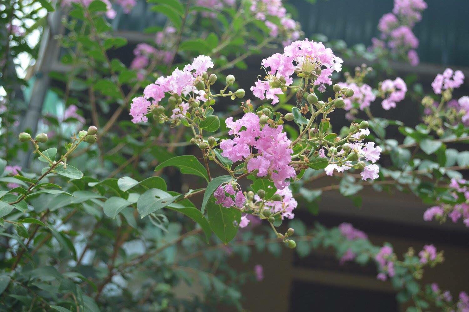 Tản văn NGÕ TƯỜNG VI của Lâm Lâm 