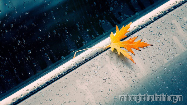 Tản văn CƠN MƯA của tác giả Nguyễn Thị Liên