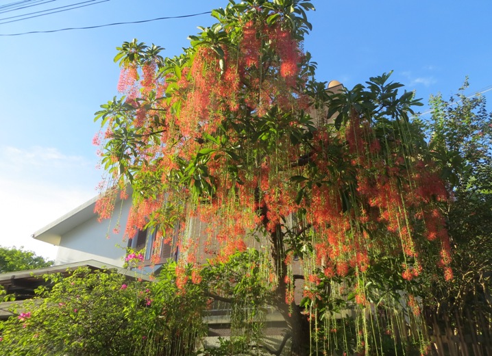 Mùa hoa Lộc vừng