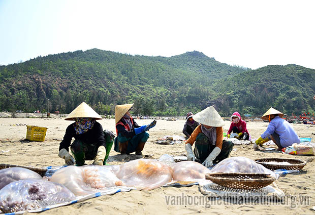 Chùm ảnh mùa sứa ở biển Thịnh Lộc