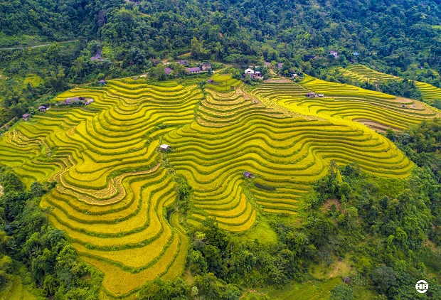 Rực rỡ mùa vàng Hoàng Su Phì
