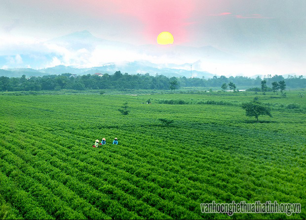 Vẻ đẹp đồi chè Tây Sơn huyện Hương Sơn