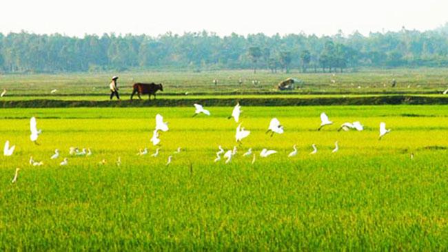 Chùm thơ về quê của tác giả Văn Thân