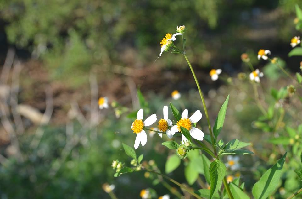 Chùm thơ của tác giả Võ Thị Thúy Vân