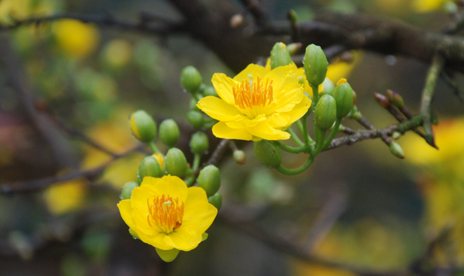 Buông- Ghi chép của Nhụy Nguyên