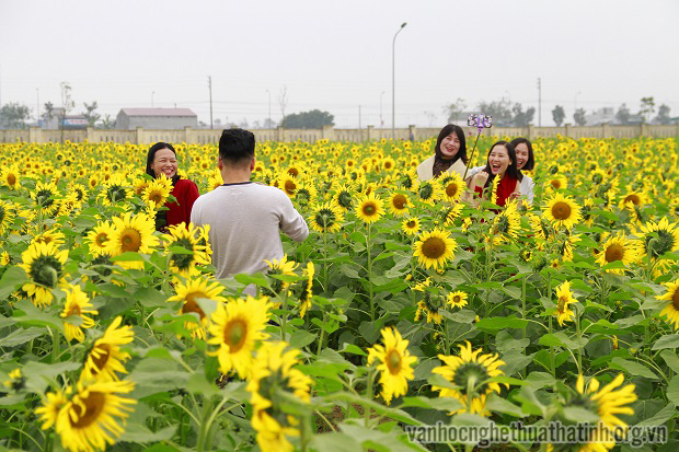 Rực rỡ đồng hoa mặt trời Hà Tĩnh