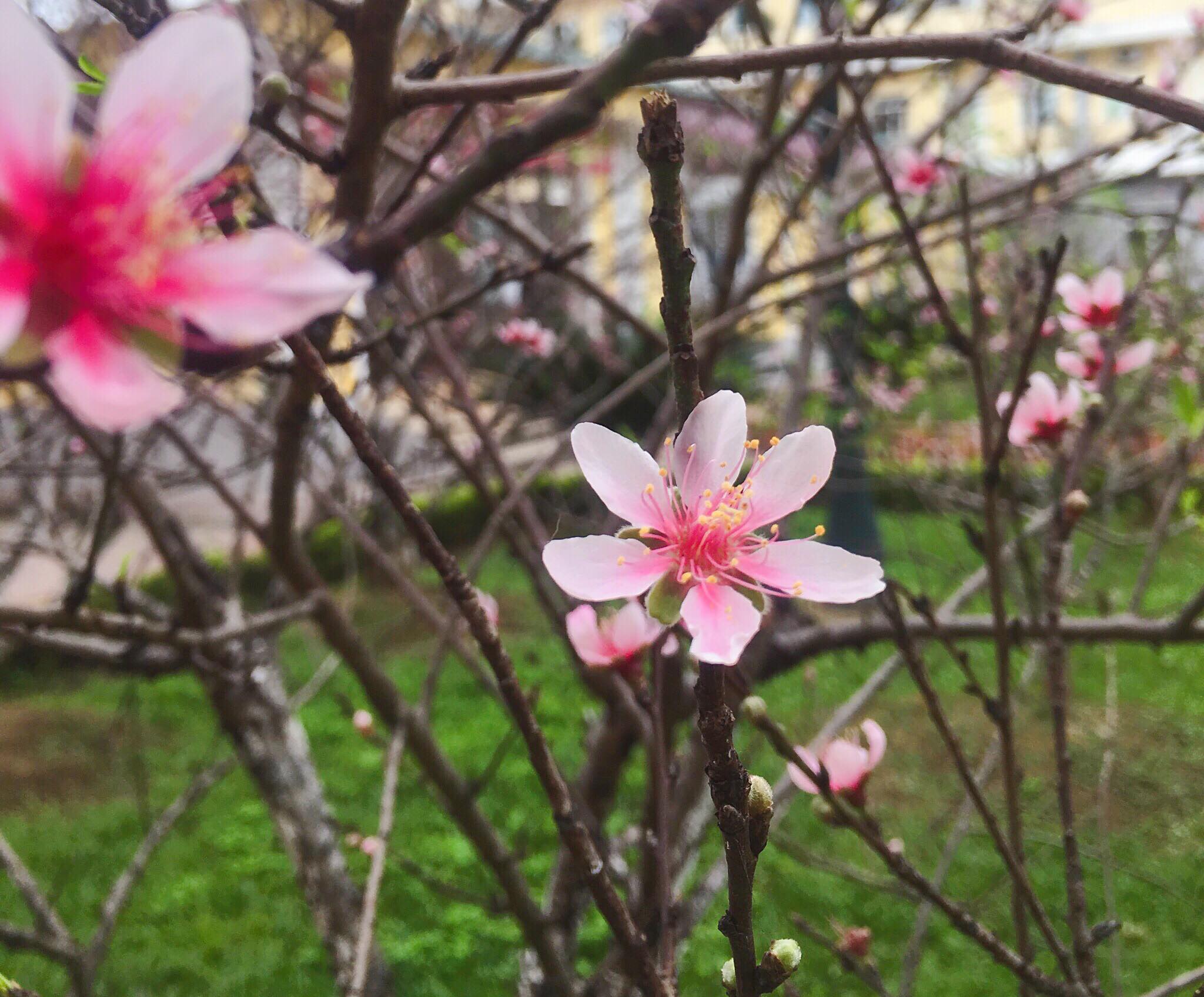 Chùm thơ  của tác giả Phan Xuân Hồng