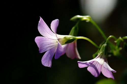Tản văn Hoa chua me đất của Lâm Lâm