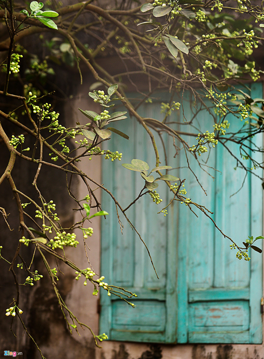 TÔI THƯƠNG NHỚ NGÀY THÁNG BA CHƯA QUA tản văn của Lâm Lâm