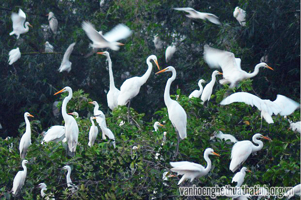 Độc đáo cảnh đẹp đàn cò Trại Lê 