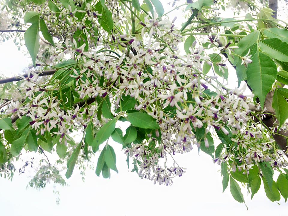 Tản văn THÁNG BA HOA XOAN  của Nguyễn Hồng