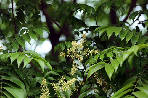 Tản văn ĐƯỜNG SẤU của nhà thơ Nghiêm Huyền Vũ 