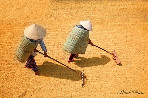 Chùm ảnh áo tơi ngày mùa của tác giả Minh Chiến