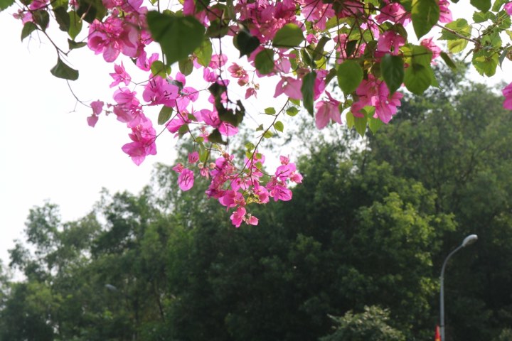 Tản văn Tháng năm ...của Lâm Lâm