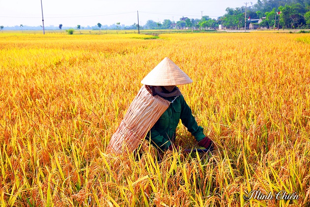 Áo tơi ngày mùa…