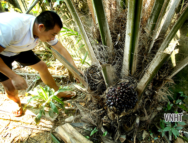 Cọ dầu Hương Sơn - Văn nghệ Hà Tĩnh