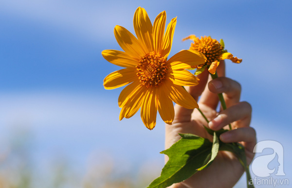 Tản văn HOA DÃ QUỲ ĐÃ TÀN TRONG GIÓ  của Hoàng Thanh Hương
