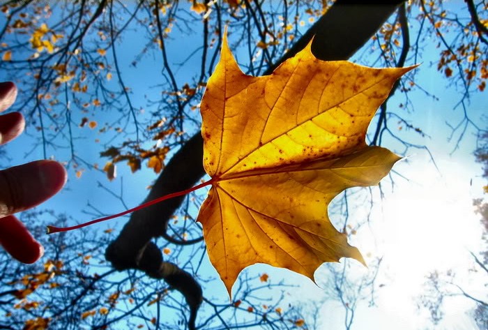 CHIẾC LÁ CUỐI THU- Truyện ngắn đầu tay của Ngọc Bảo