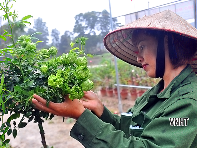 Thầy Thích Ngộ Lực và câu chuyện gần 4 vạn cây hoa phục vụ dịp Tết Nguyên Đán