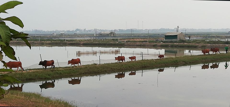 Tản văn NƠI BÃI TRIỀU LÊN XUỐNG của Dương Thế Võ