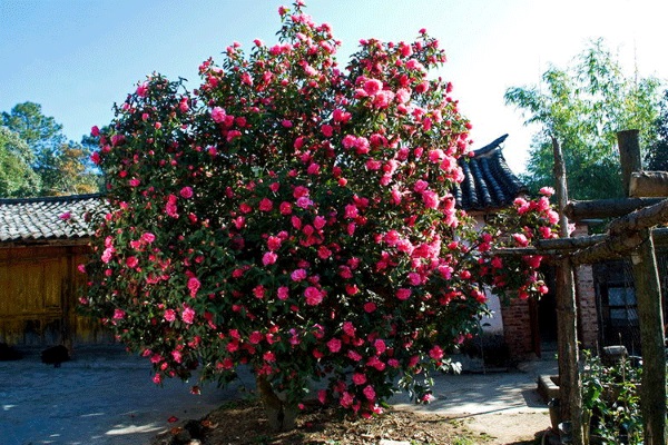 Truyện ngắn CÂY TRÀ MI HOA  của Trần Thị Tú Ngọc