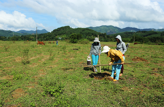 Tản văn TIẾNG DẾ SAU NHÀ của Lê Thị Hồng Châu