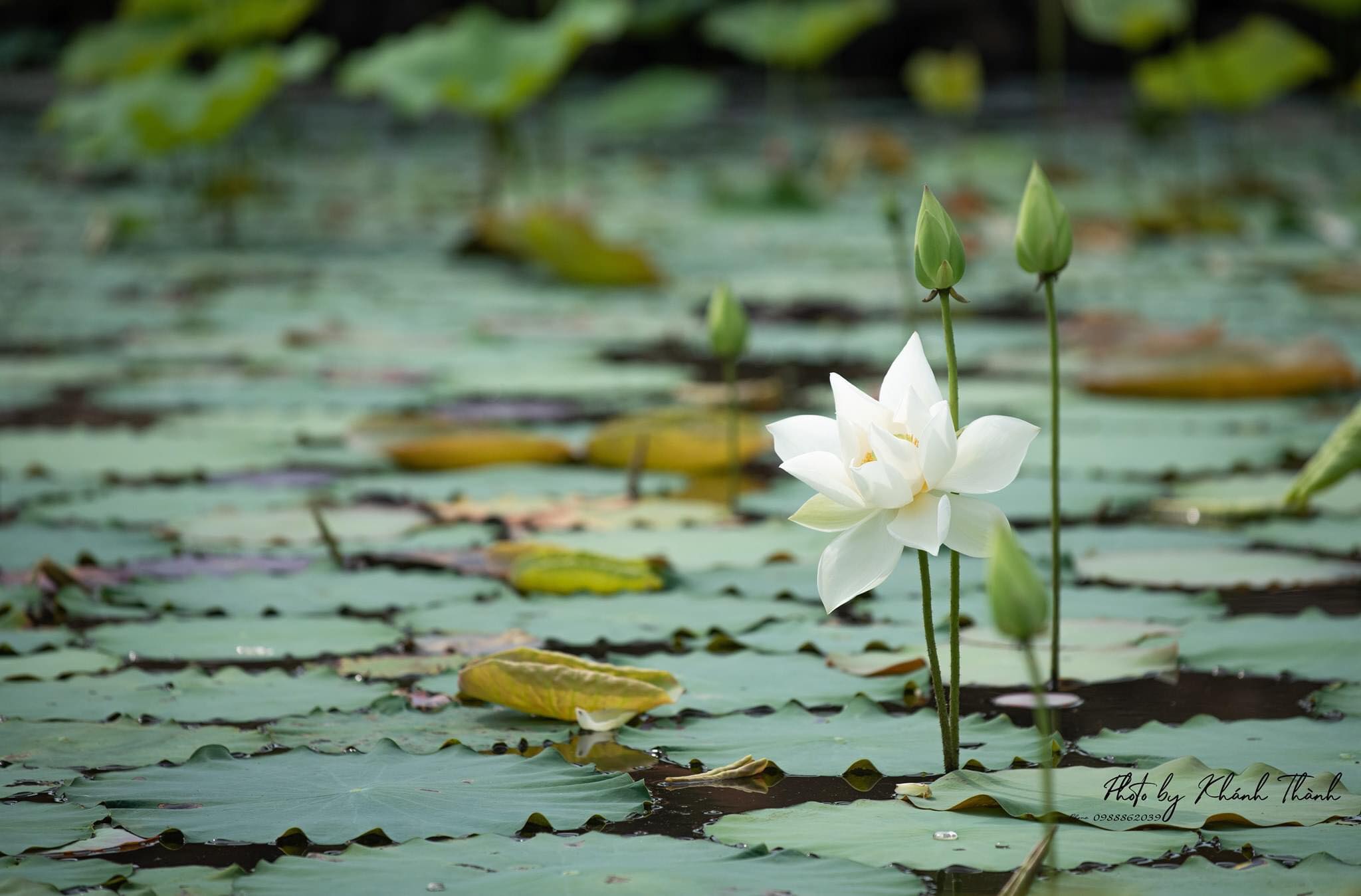 Giới thiệu chùm ảnh KHÚC BẠCH LIÊN của tác giả Lê Khánh Thành