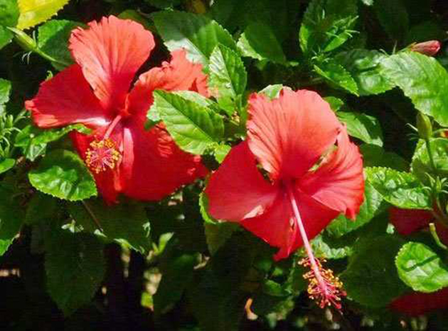 Từ bông bụt đến lá cờ Tổ quốc