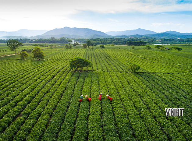 Đồi chè Tây Sơn những góc nhìn từ trên cao